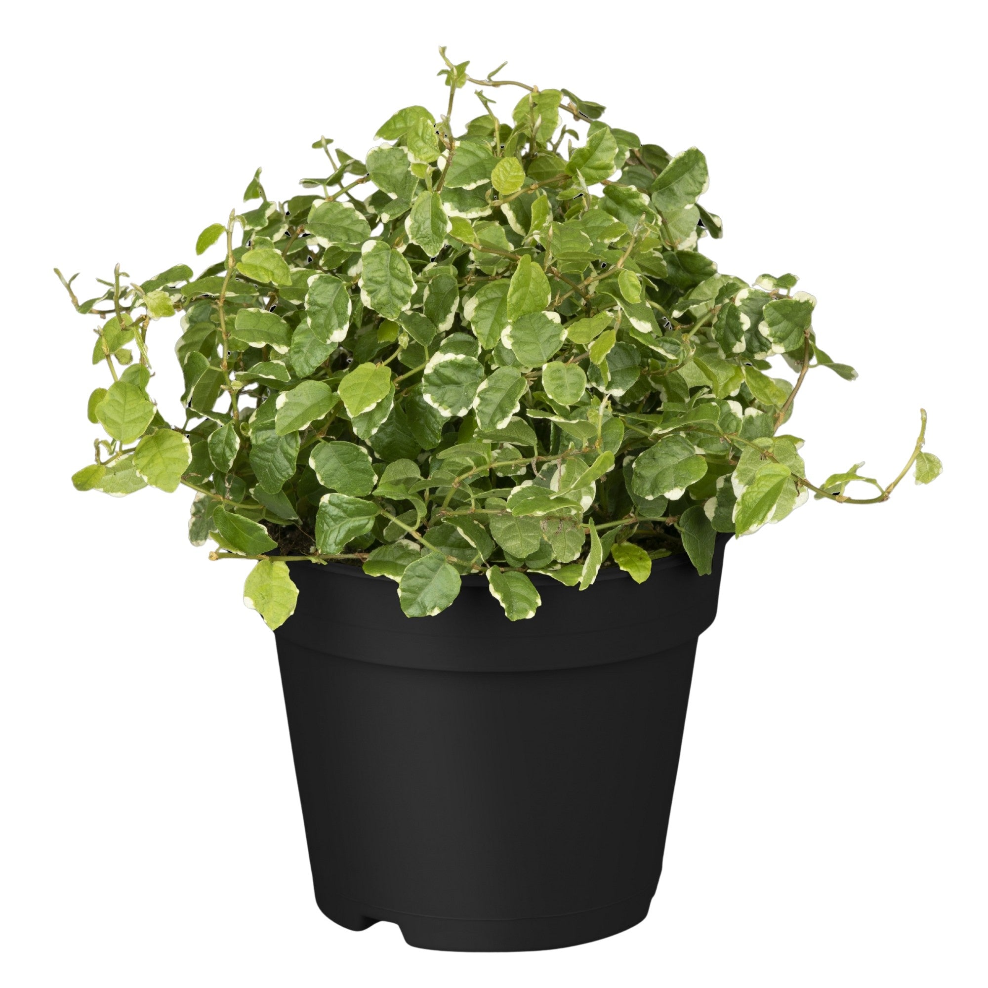 Kletterfeige 'White Sunny'