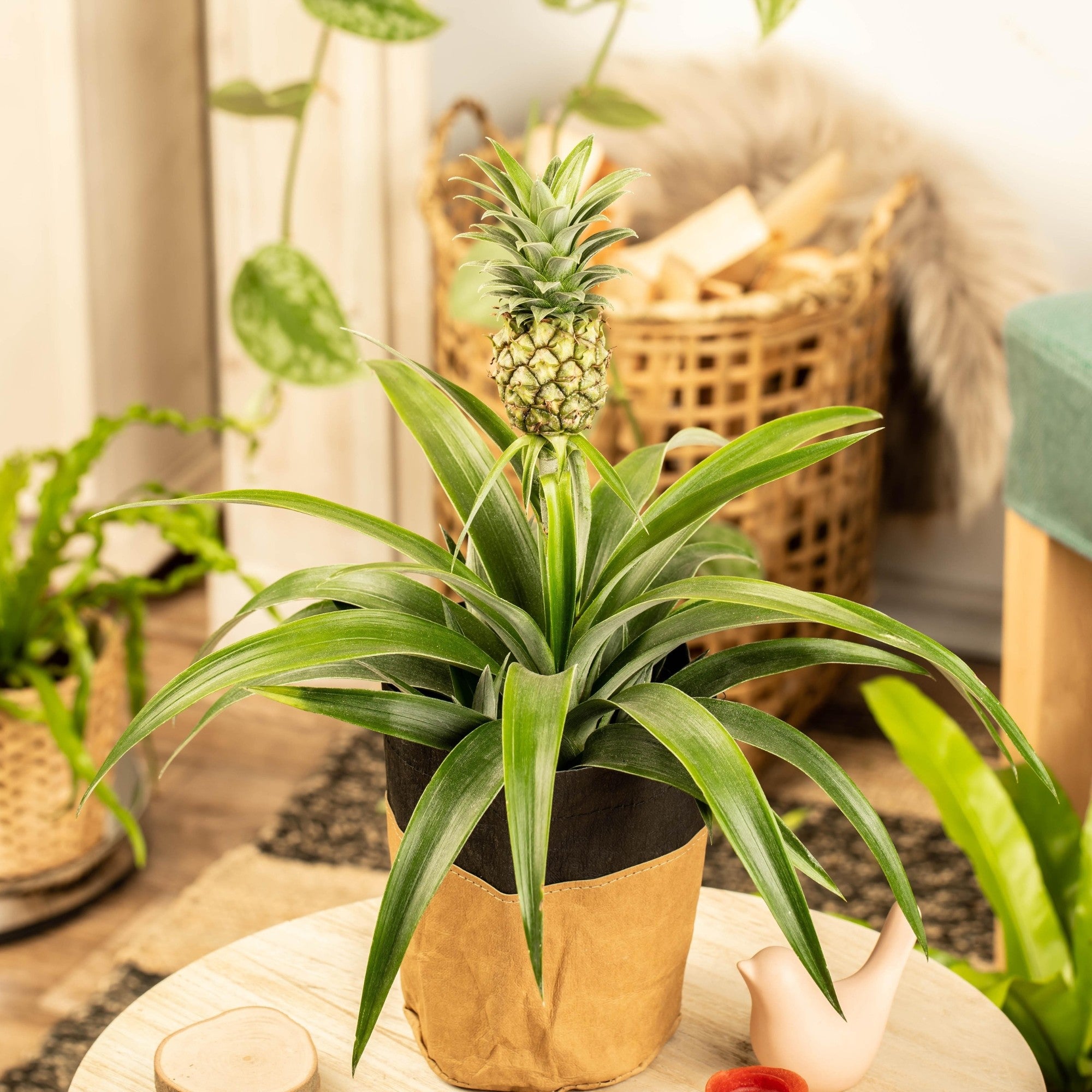 Zierananas mit Mini-Frucht