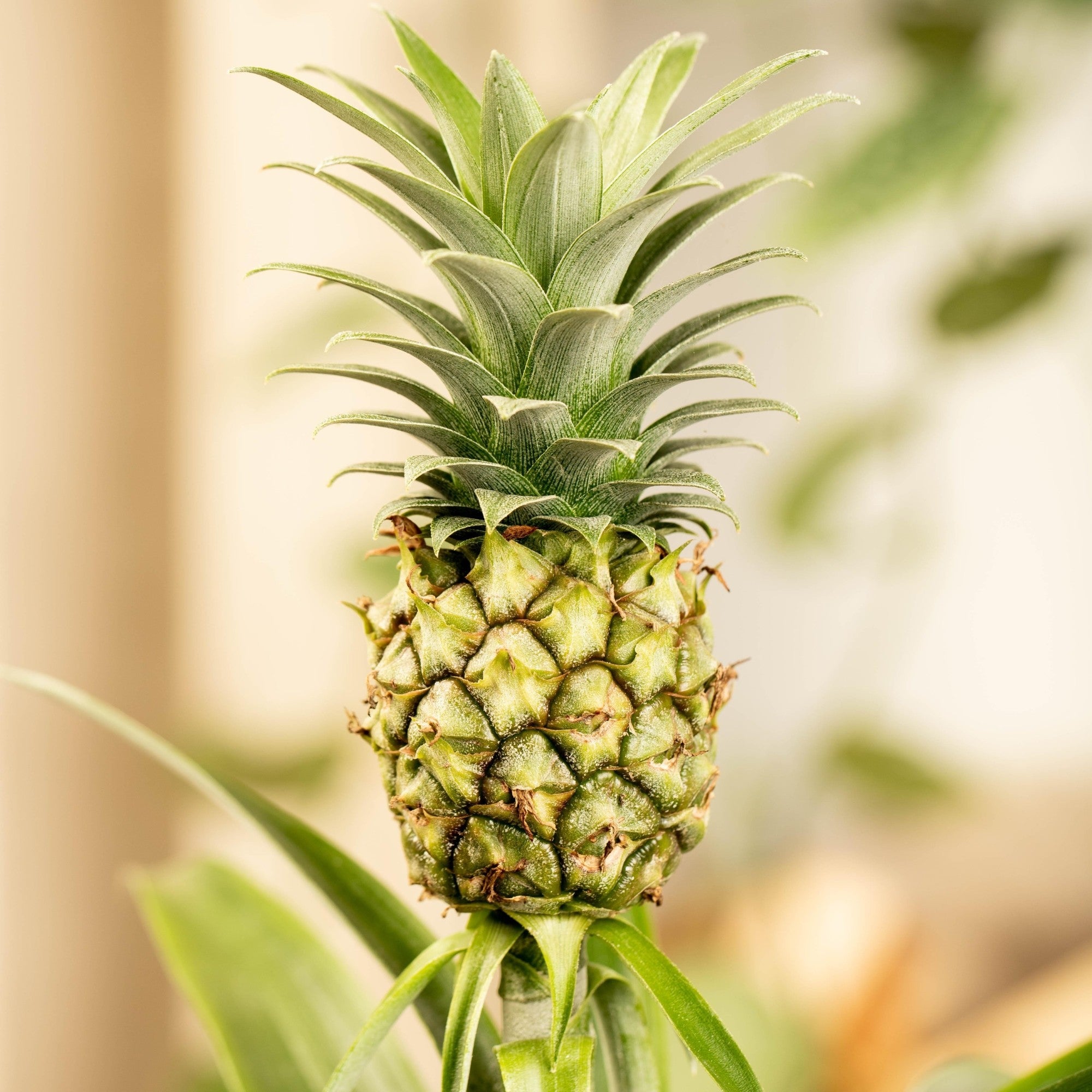 Zierananas mit Mini-Frucht