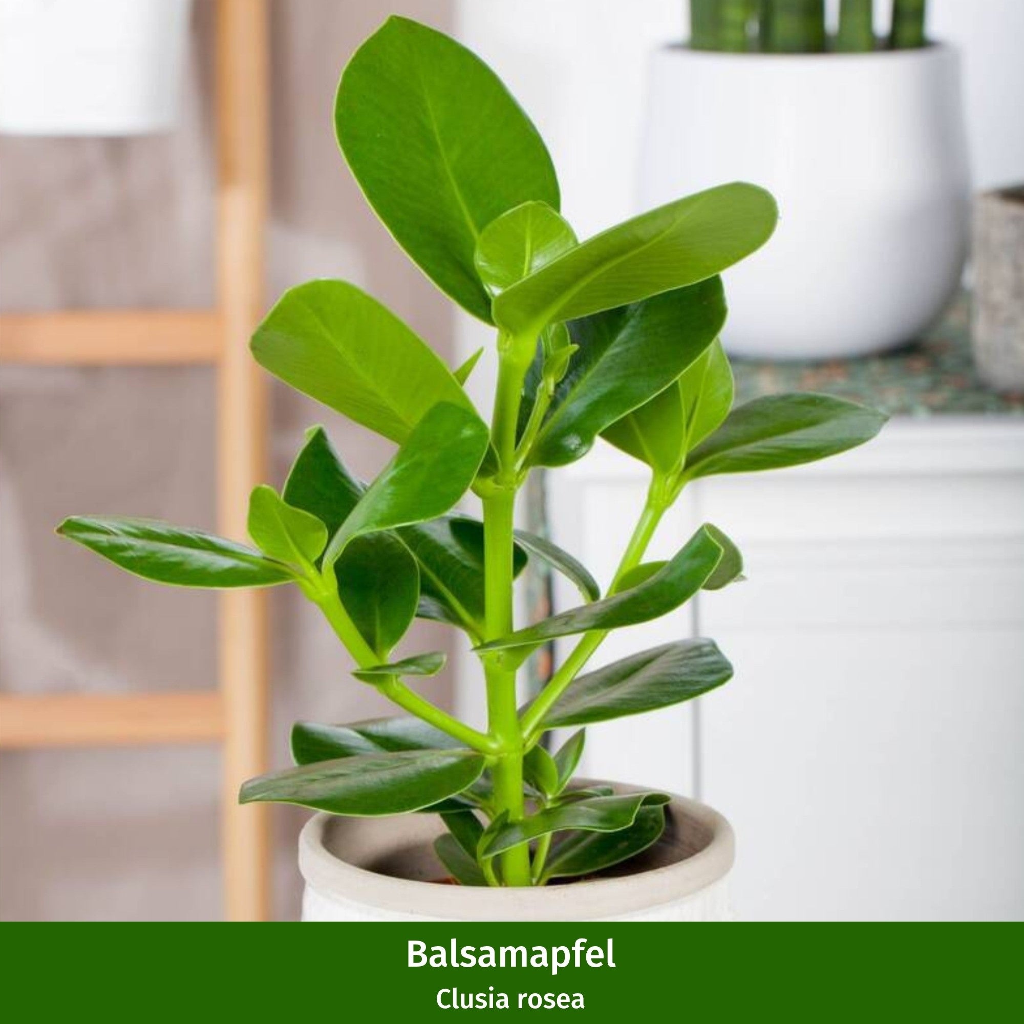 Zimmerpflanzen-Set "Blattpoesie"
