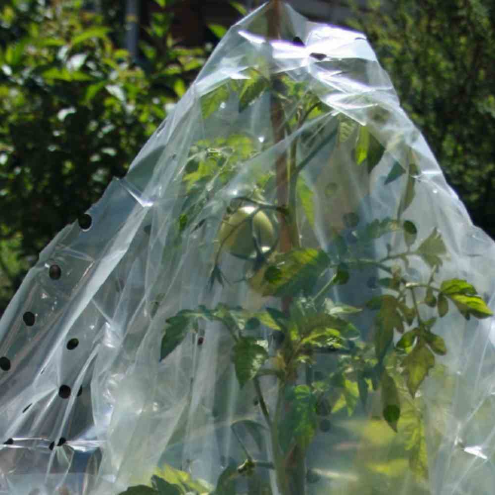 SIENA GARDEN Tomaten-Reifehaube