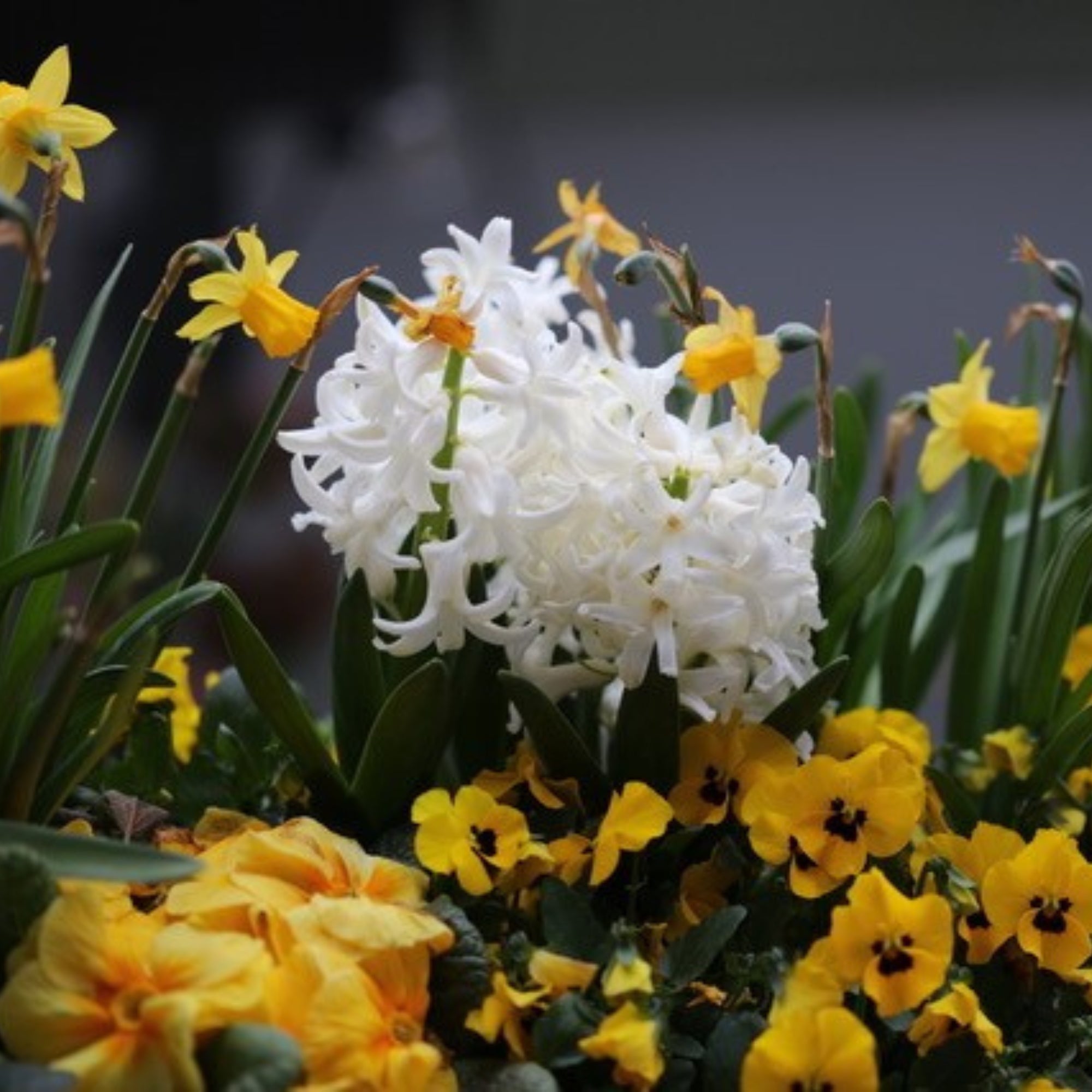 Balkonblumen "Charmanter Frühlingsgarten"