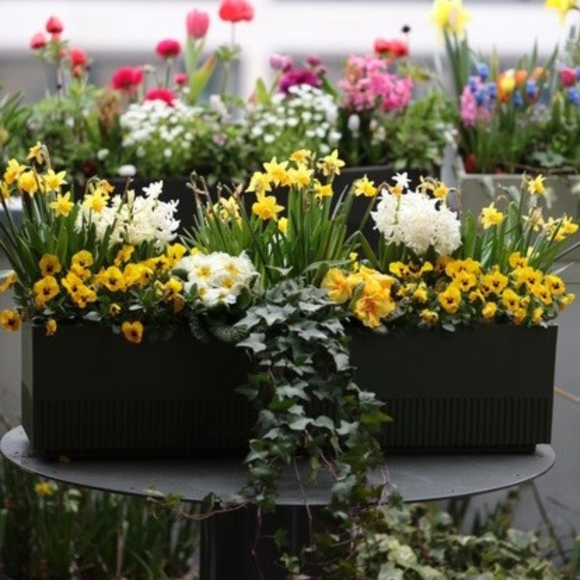 Balkonblumen "Charmanter Frühlingsgarten"
