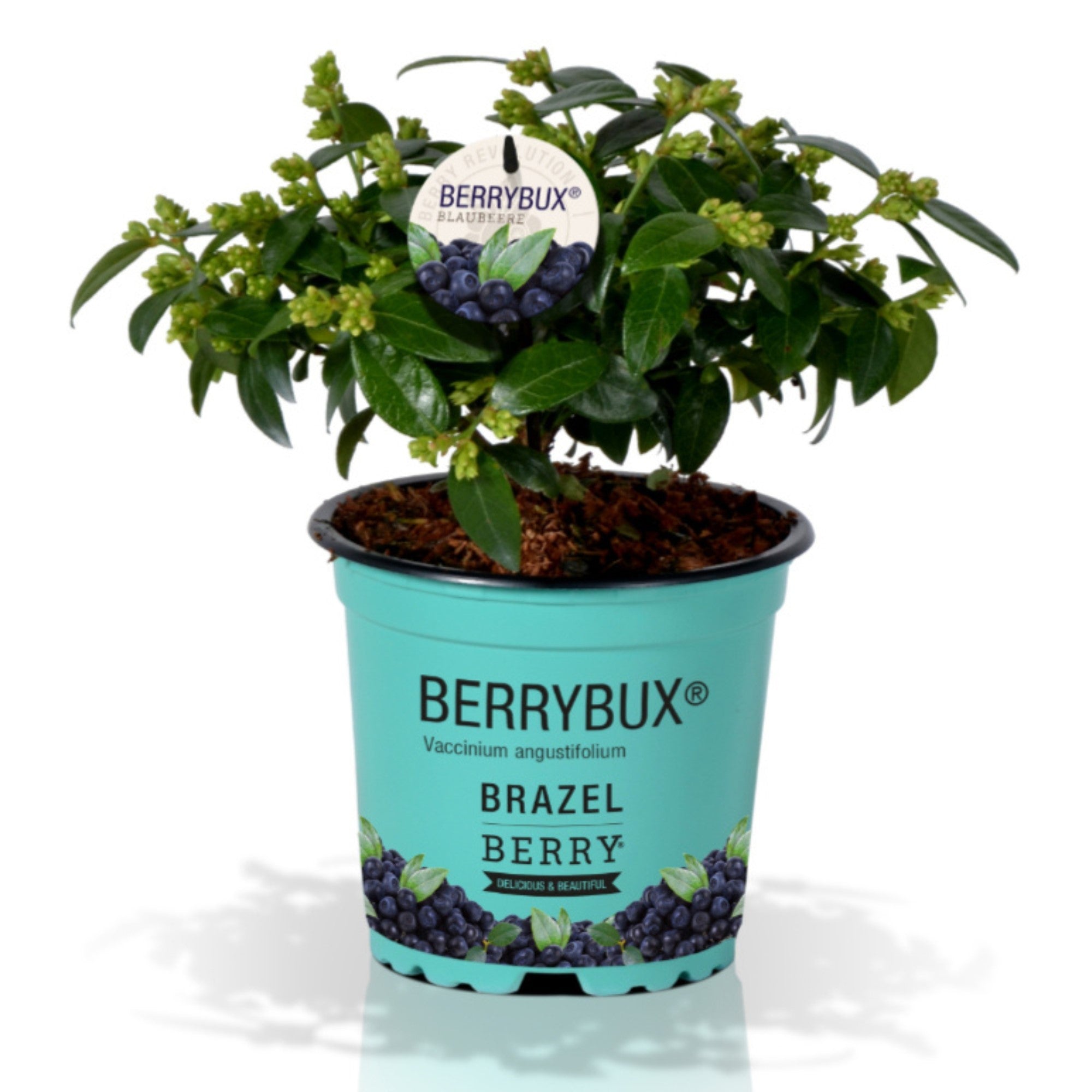 Heidelbeere Brazel Berry® 'Berry Bux®'
