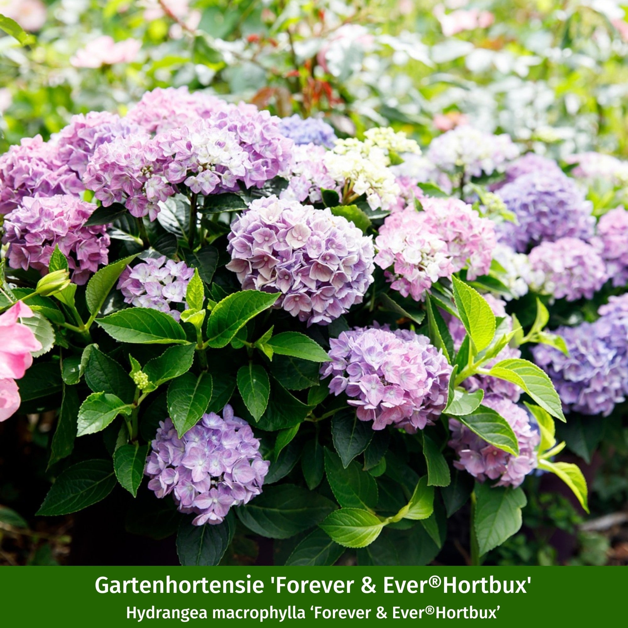 Bauernhortensien-Set 'Forever & Ever®Hortbux'