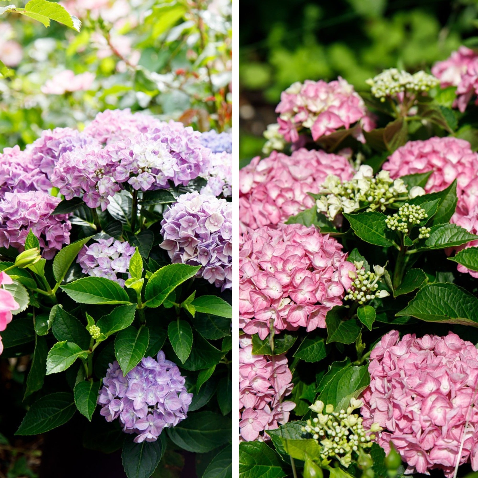 Bauernhortensien-Set 'Forever & Ever®Hortbux'