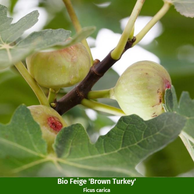 Bio-Obst "Exotischer Fruchtgenuss"
