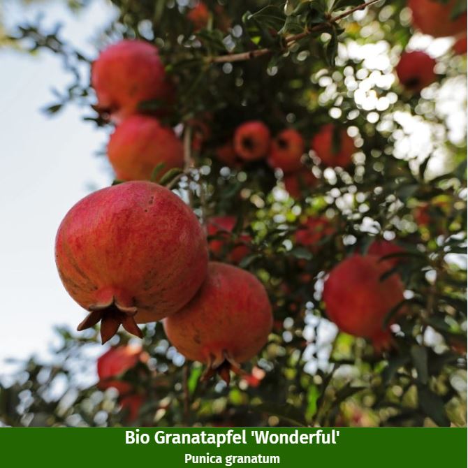 Bio-Obst "Exotischer Fruchtgenuss"