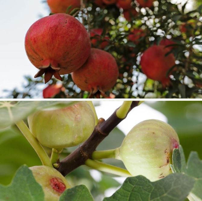 Bio-Obst "Exotischer Fruchtgenuss"