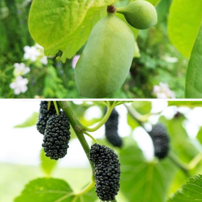 Bio-Obst "Exotisches Früchteduo"