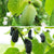 Bio-Obst "Exotisches Früchteduo"