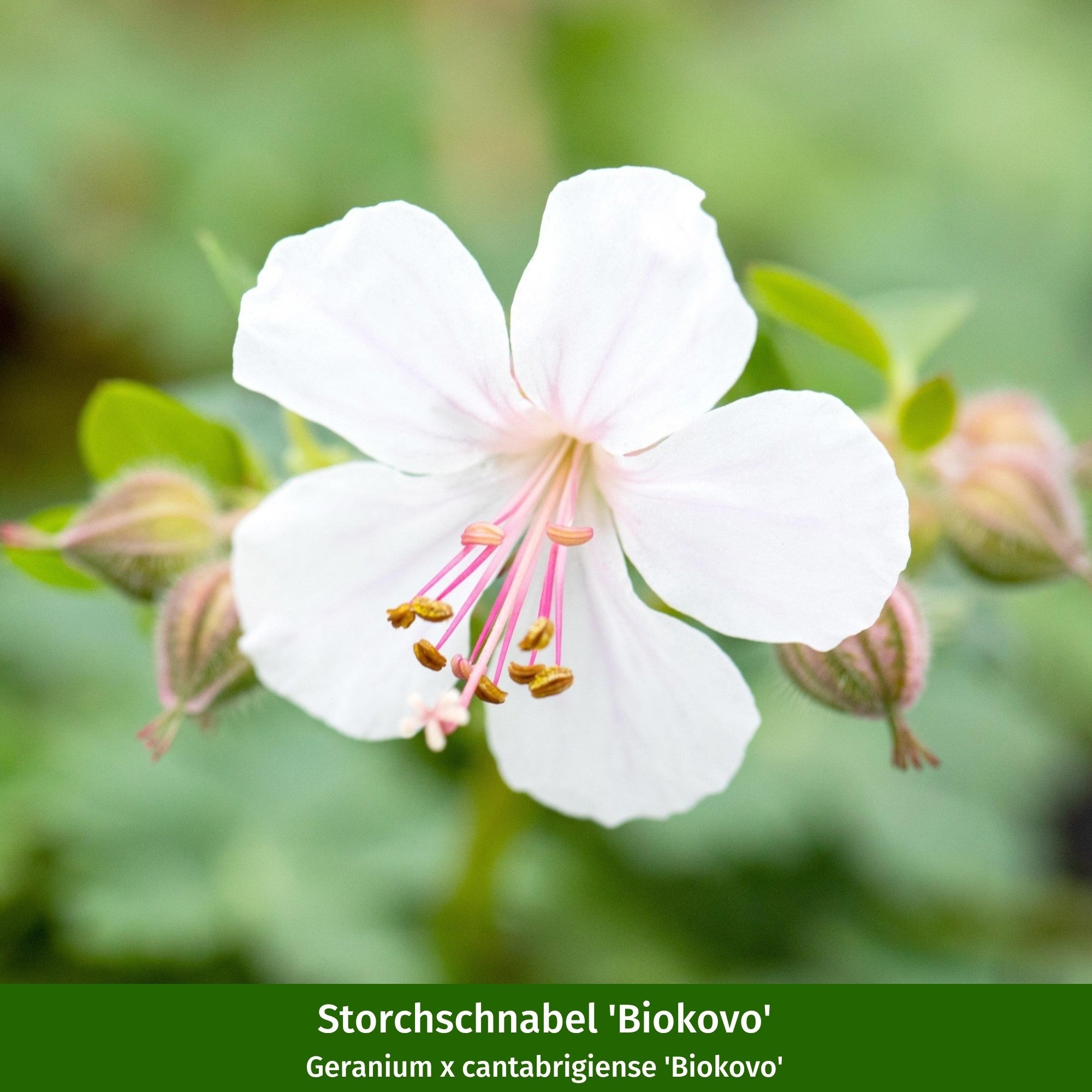 Storchschnabel-Set "Pflegeleichte Allrounder"