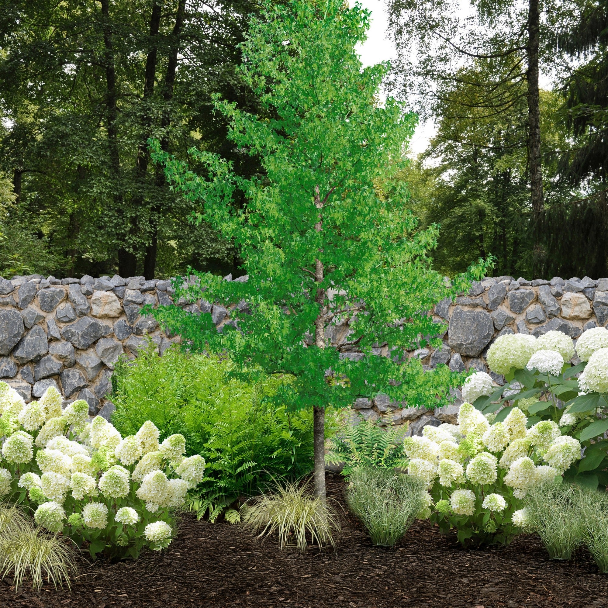 Pflanzen-Set “Vielfalt für halbschattige Gartenecken"