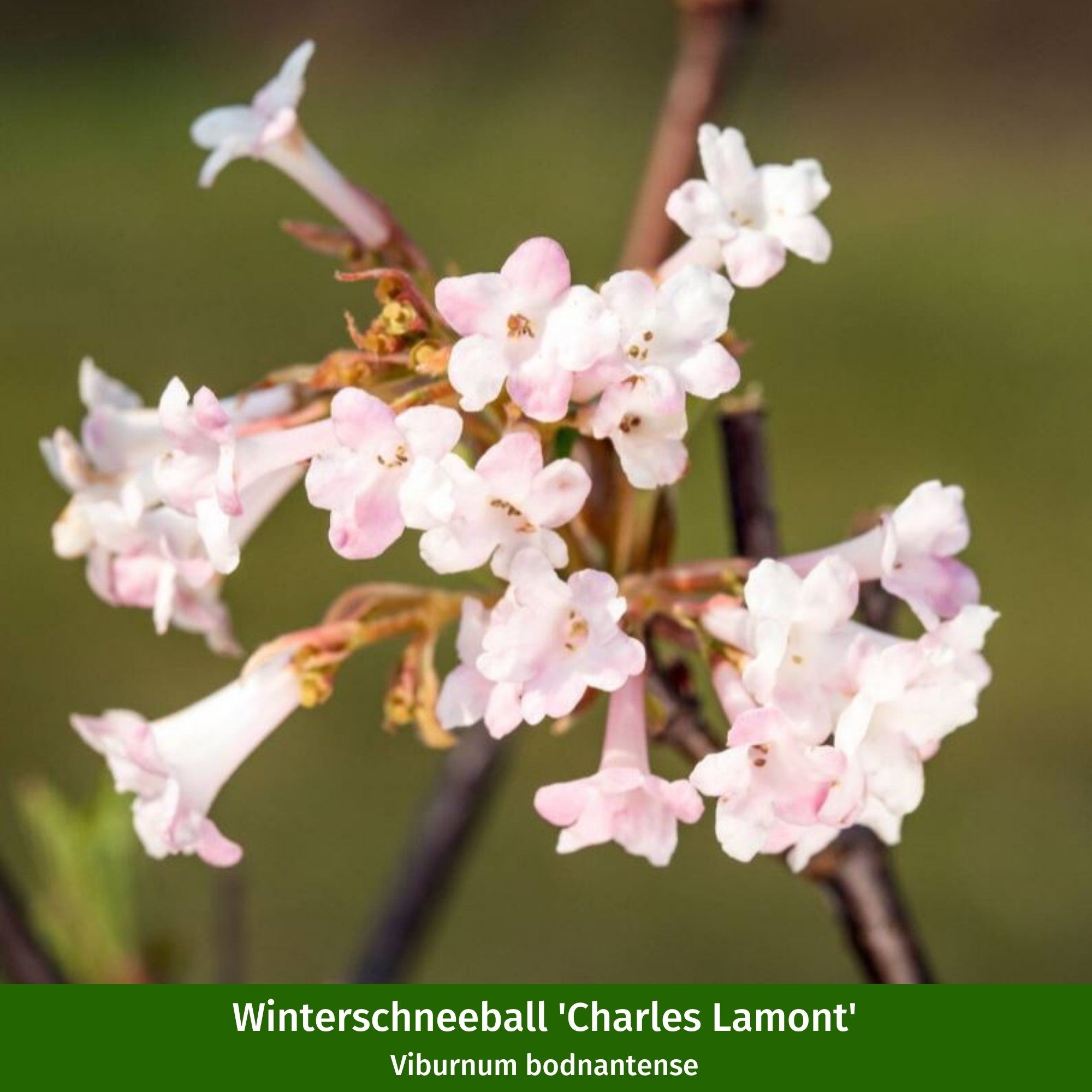 Pflanzen-Set "Herbstliche Farbvielfalt"