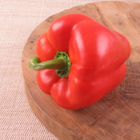 Blockpaprika 'Carisma'