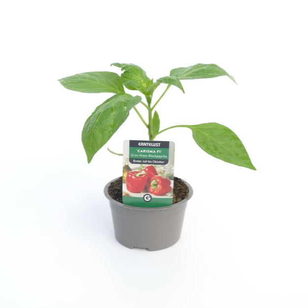 Blockpaprika 'Carisma'
