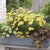 Balkonblumen "Goldener Blütentraum"