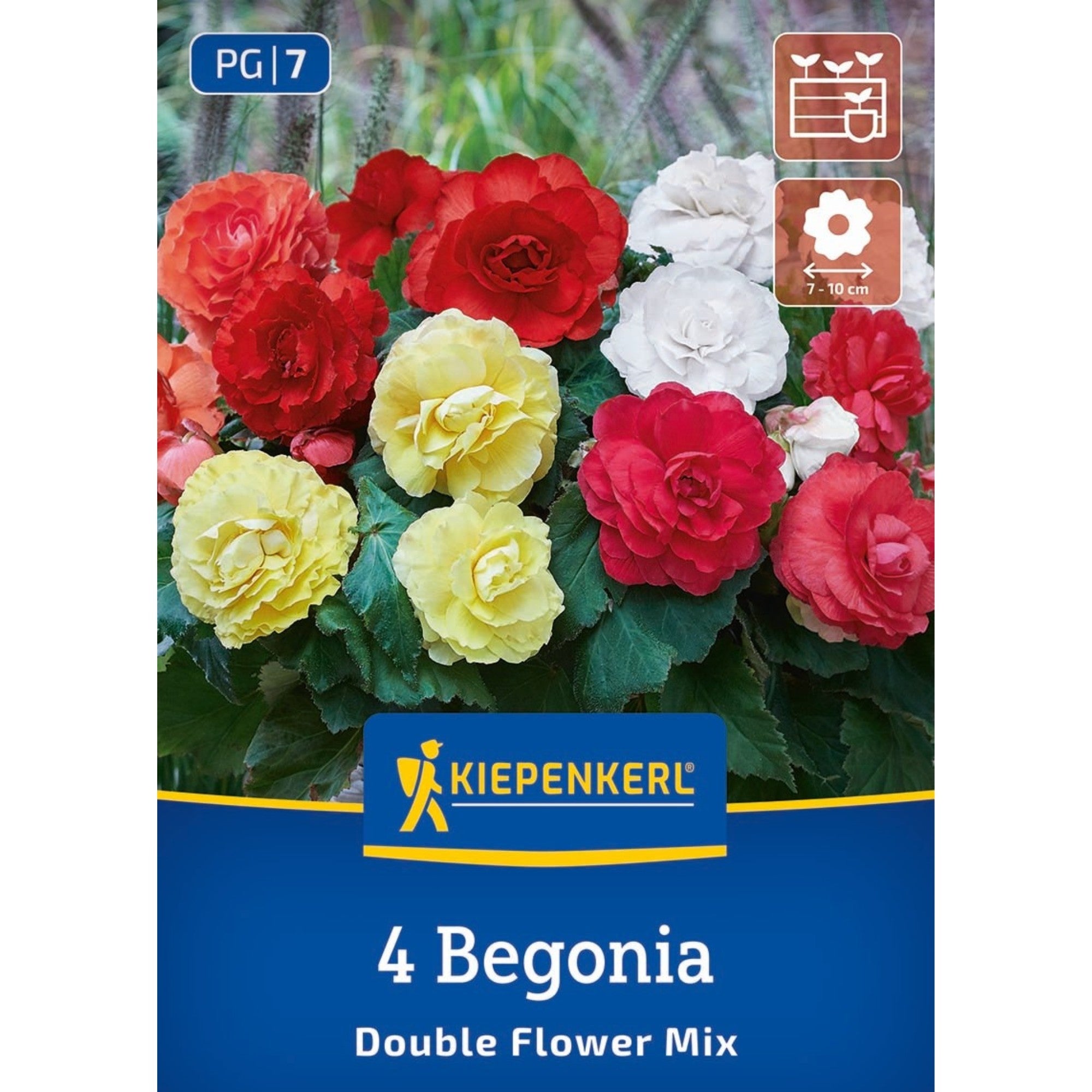 Kiepenkerl Knollenbegonie "Gefüllte Mischung"