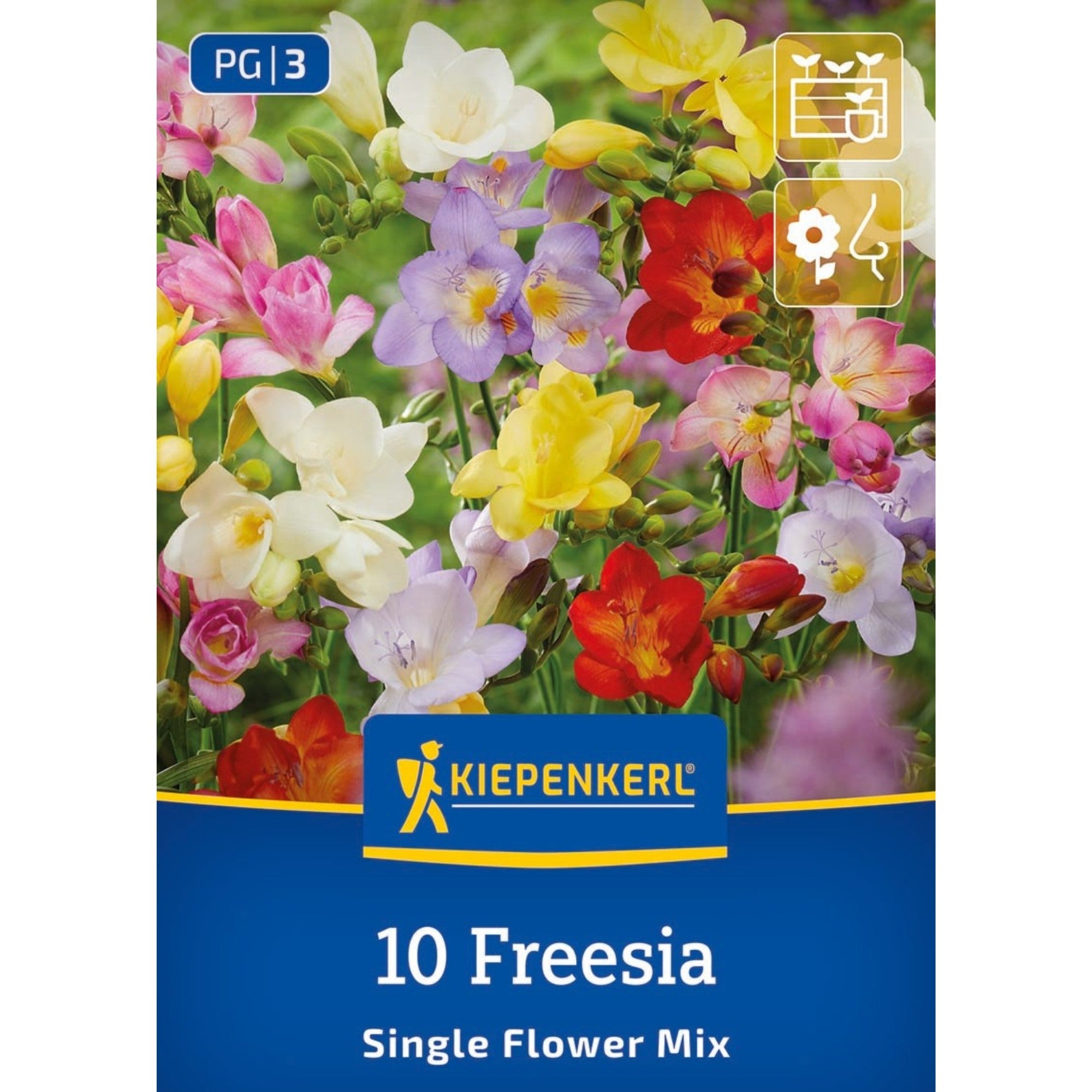 Kiepenkerl Freesien Mischung
