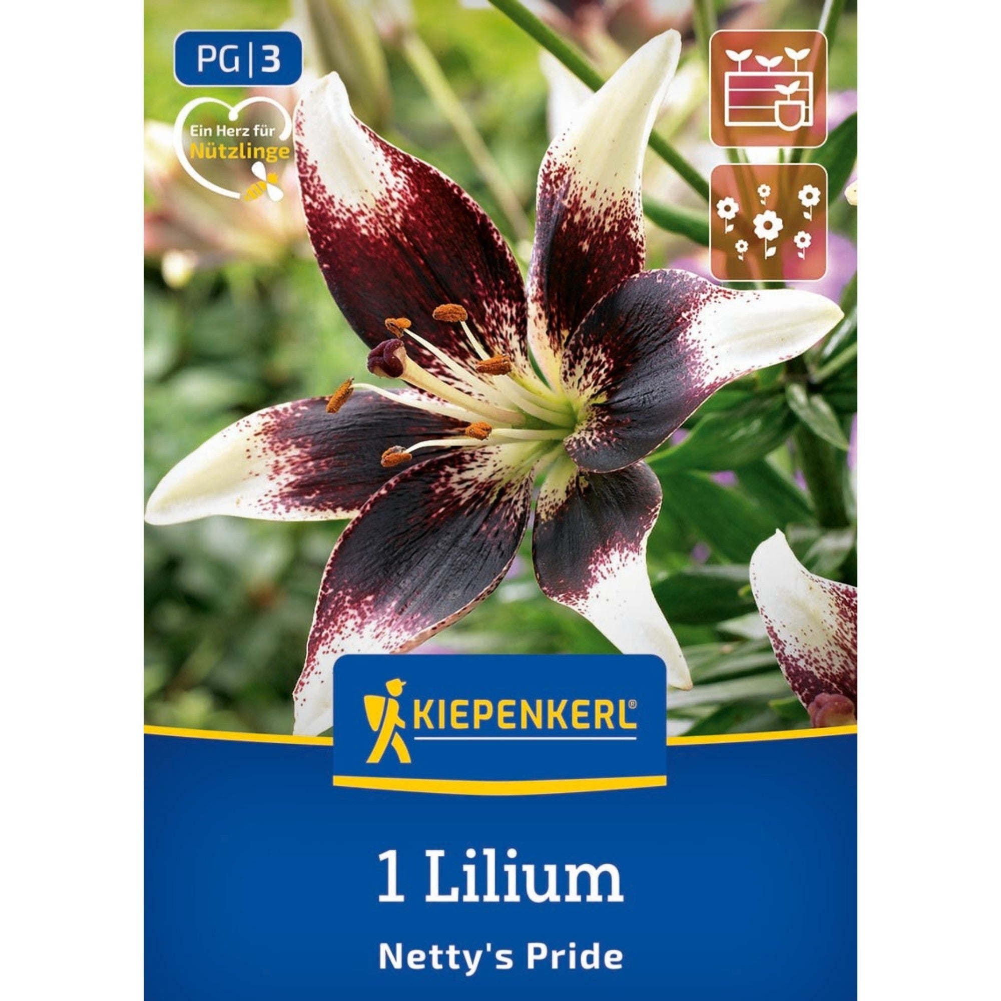 Kiepenkerl Asiatische Lilie 'Netty's Bride'