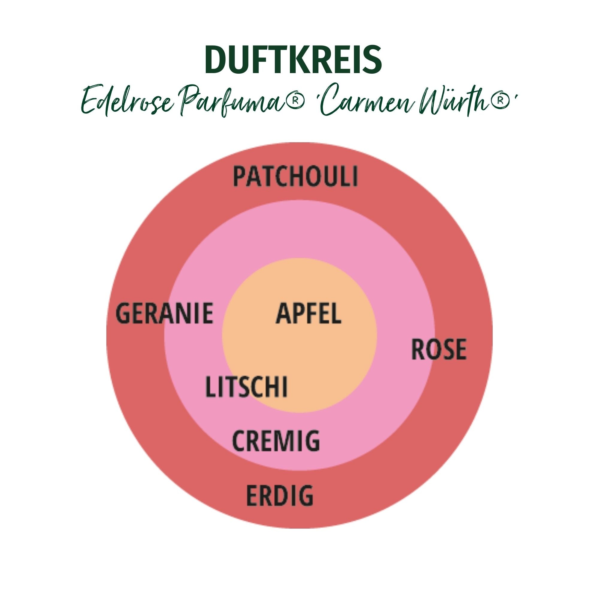 Parfuma® Edelrose 'Carmen Würth®'