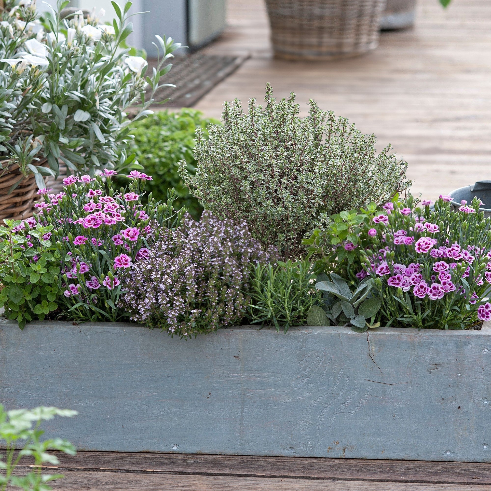 Gartenkräuter "Duftender Garten"