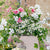 Balkonblumen "Geranienzauber"