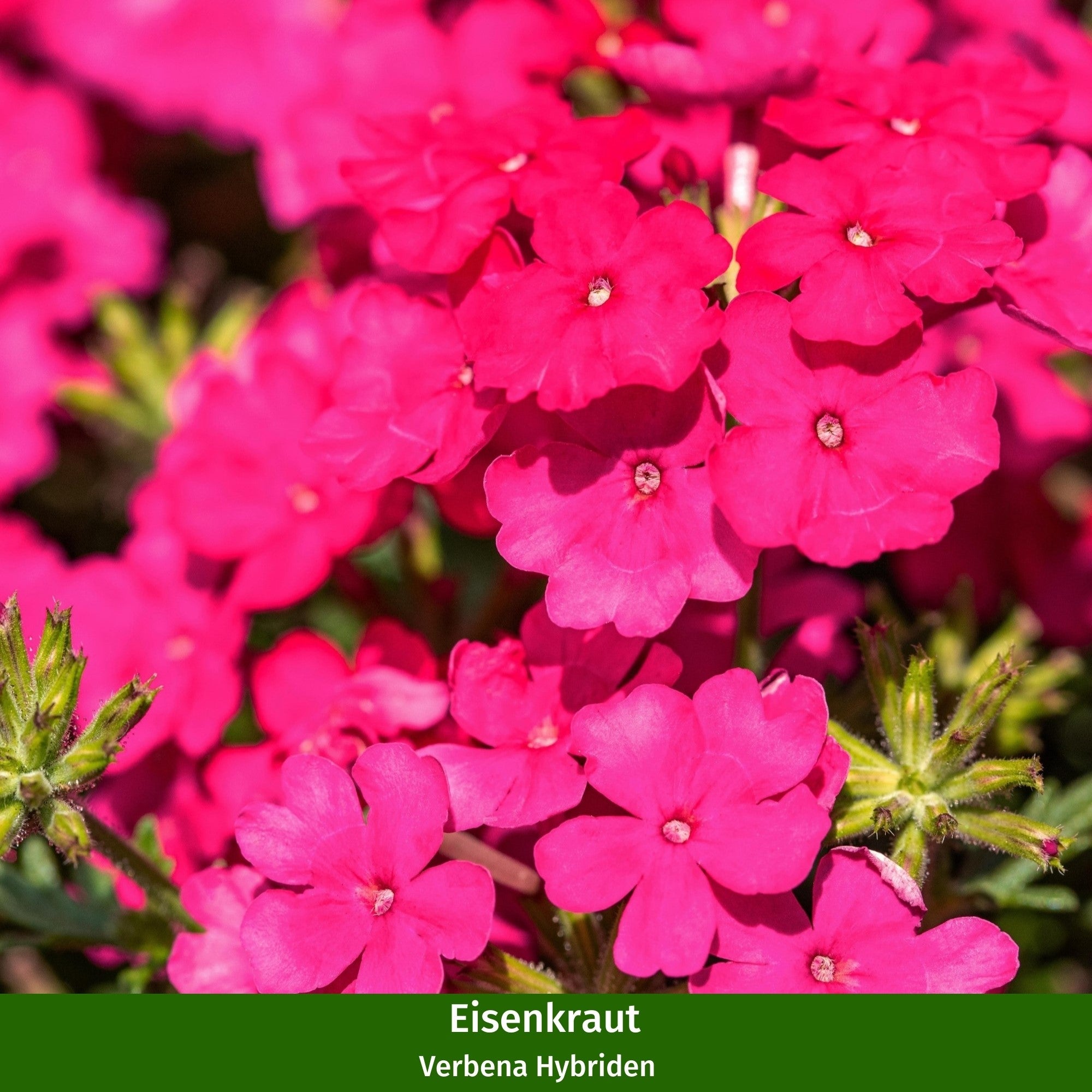 Balkonblumen "Blühende Harmonie"