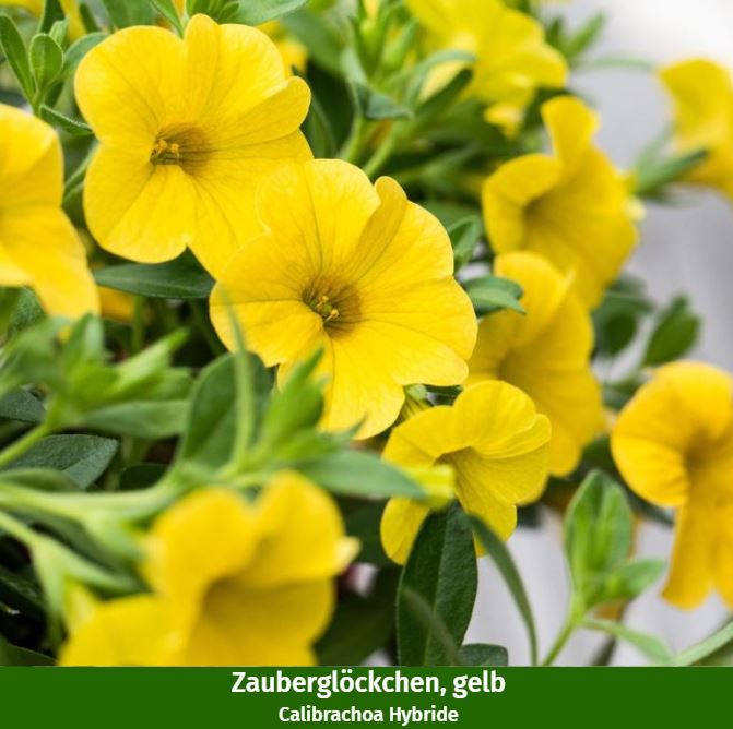 Balkonblumen "Blühender Sommer"