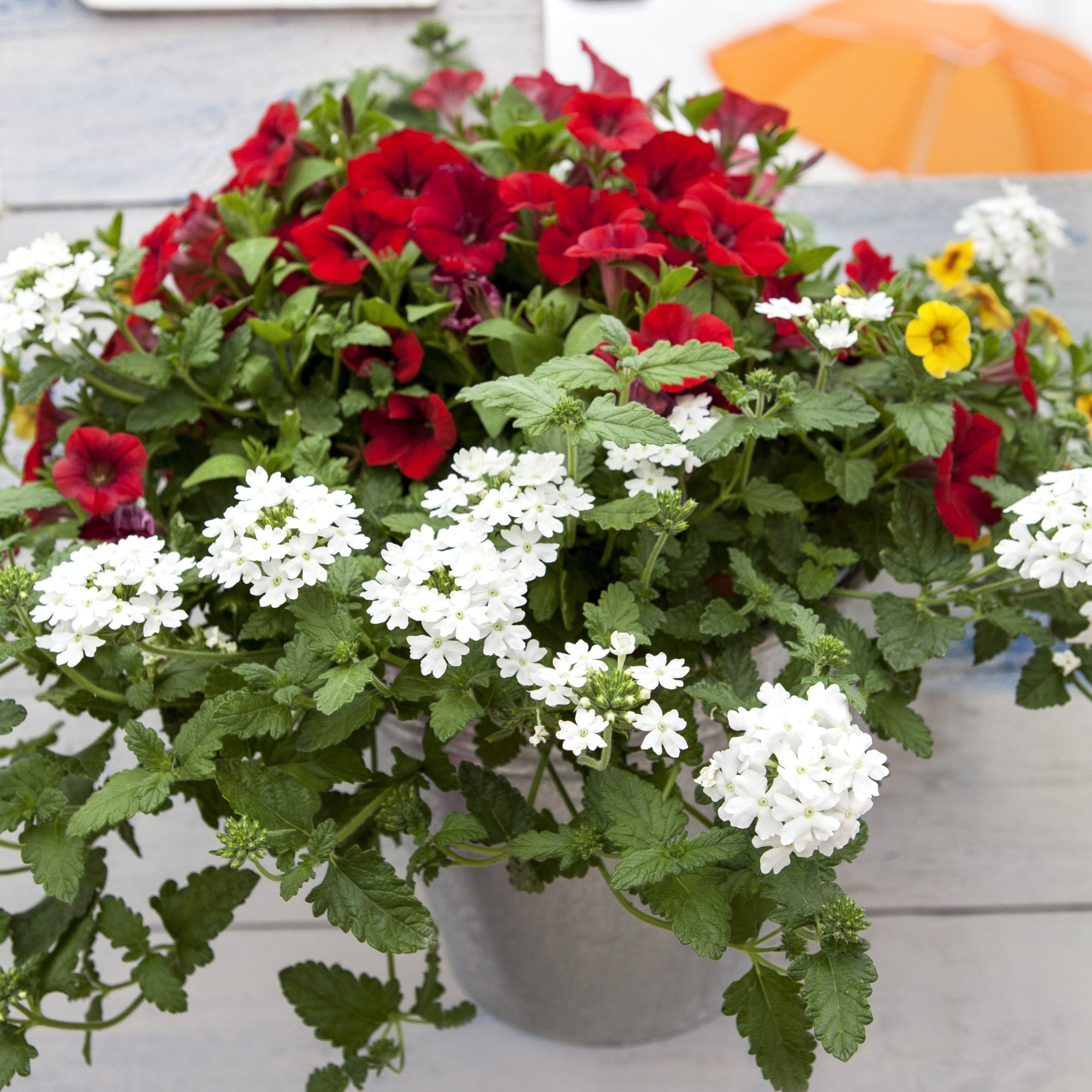 Balkonblumen "Blühender Sommer"
