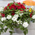 Balkonblumen "Blühender Sommer"