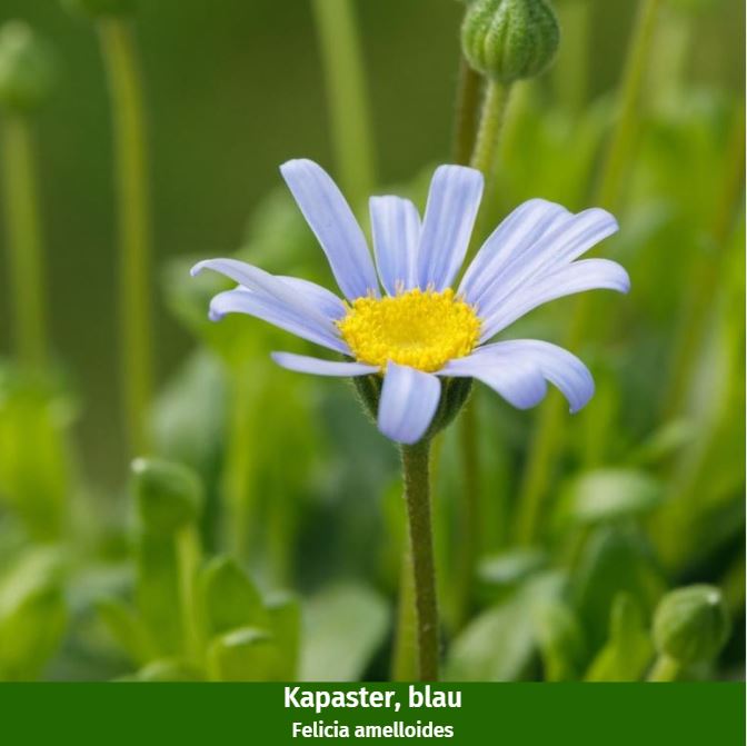 Balkonblumen "Blau-Weißer Sommerzauber"