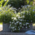 Balkonblumen "Blau-Weißer Sommerzauber"