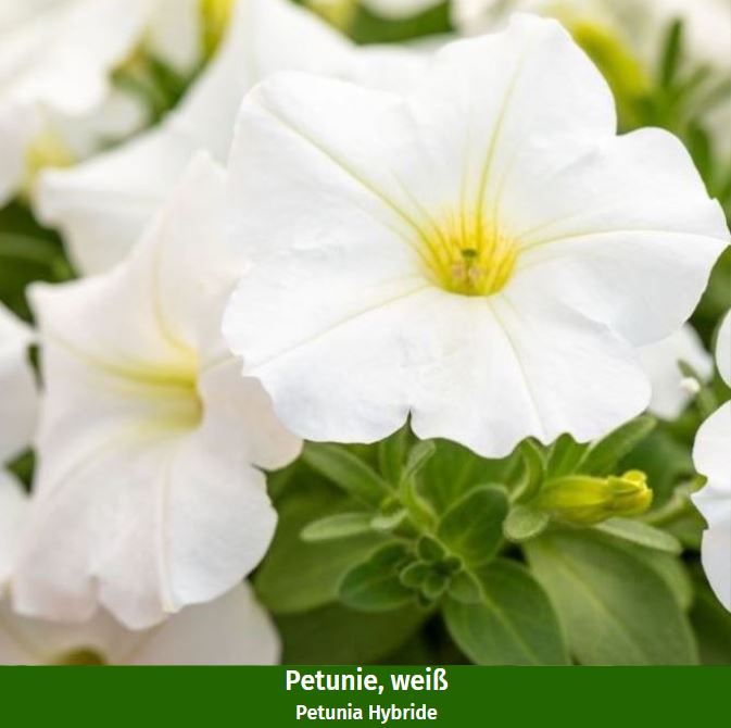 Balkonblumen "Blütenmeer & Kräuterfrische"