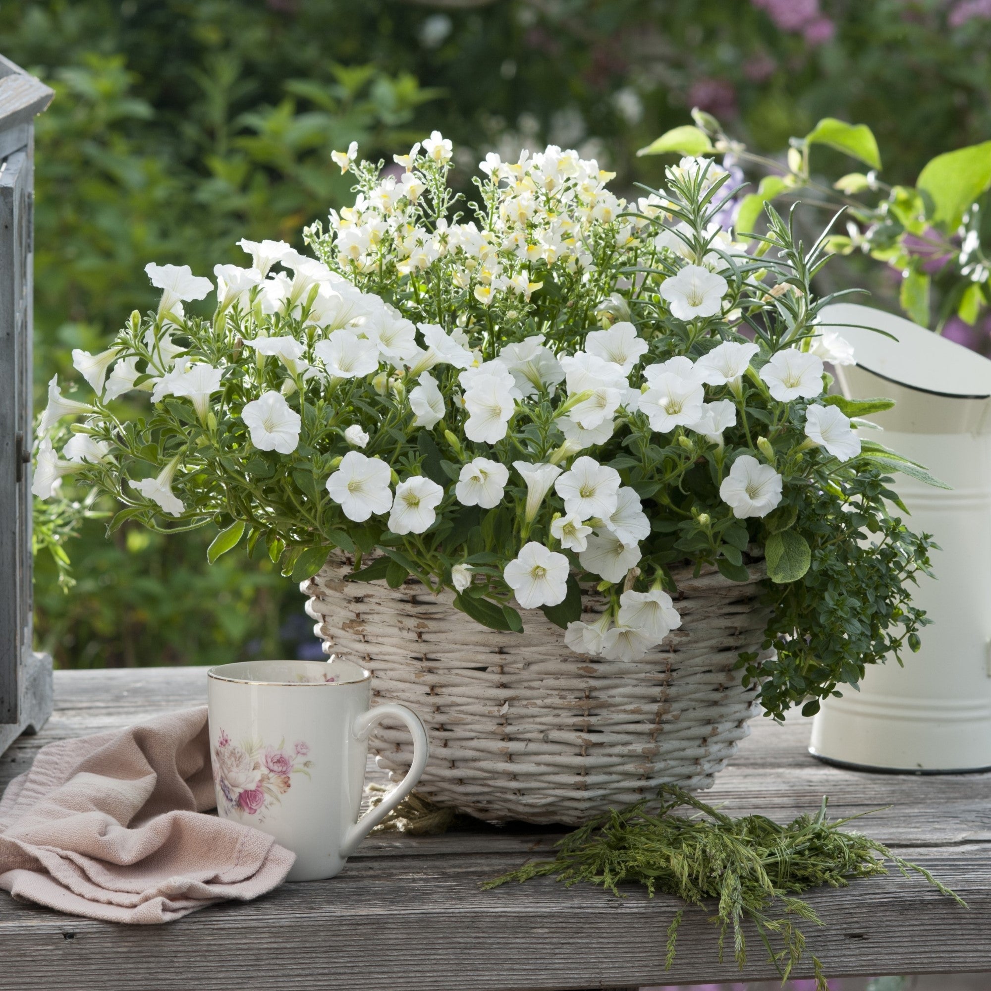 Balkonblumen "Blütenmeer & Kräuterfrische"