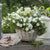 Balkonblumen "Blütenmeer & Kräuterfrische"