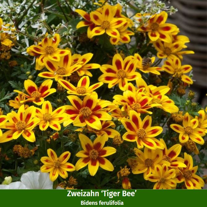 Balkonblumen "Sommerflair für den Balkon"