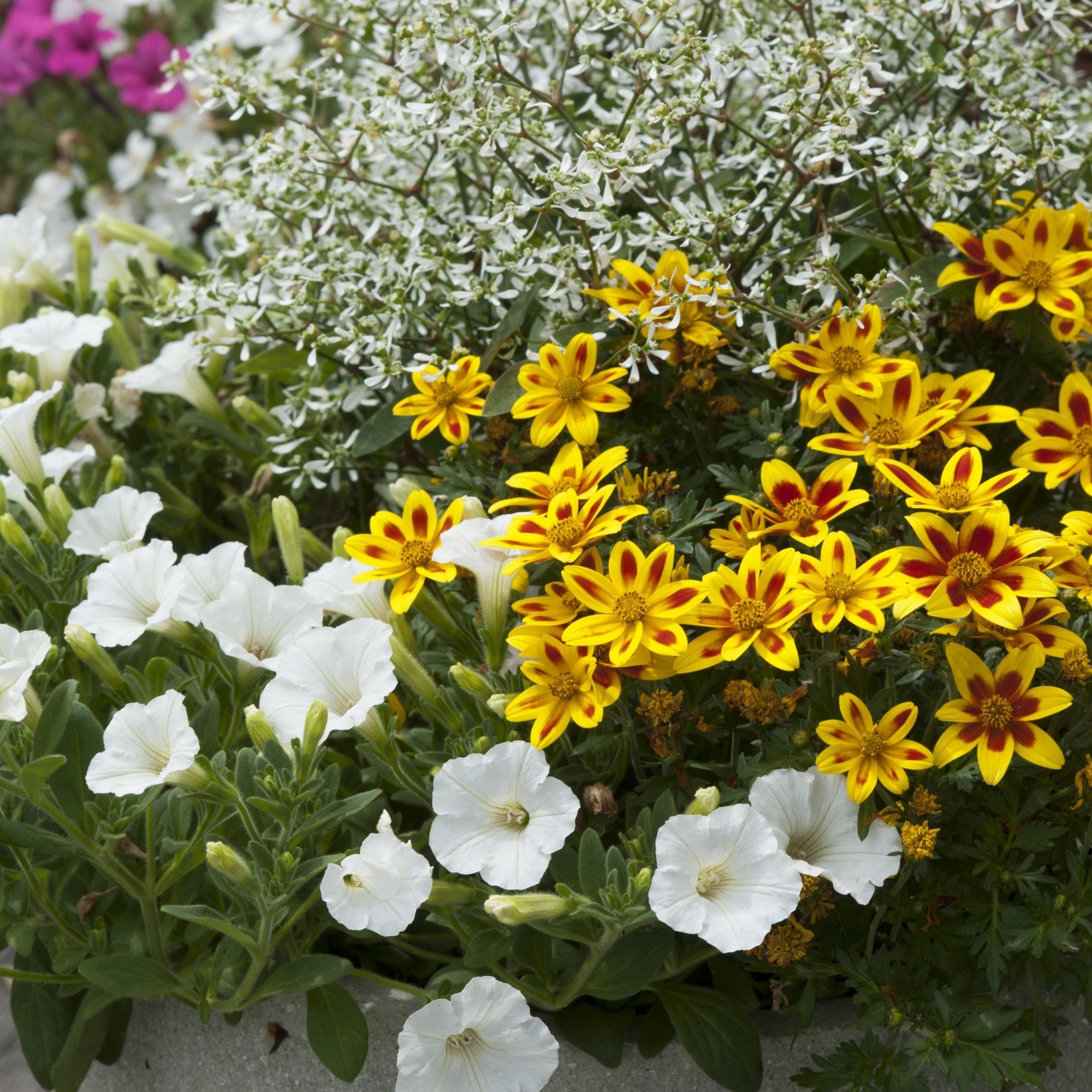 Balkonblumen "Sommerflair für den Balkon"