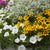 Balkonblumen "Sommerflair für den Balkon"