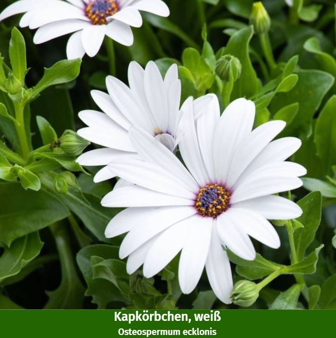 Balkonblumen "Rosa-Weißes Farbspiel"