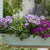Balkonblumen "Kräutergarten & Blütenmagie"