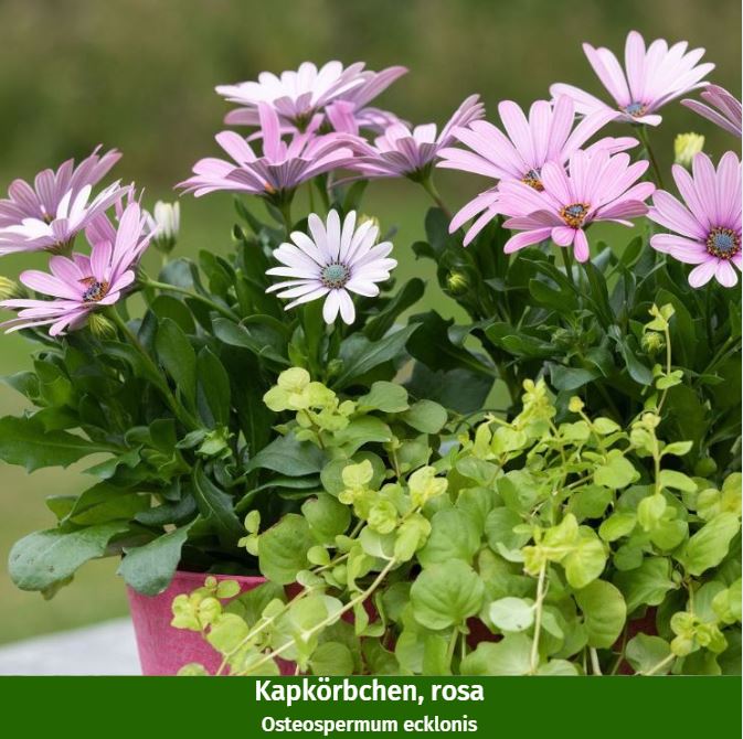Balkonblumen "Kräutergarten & Blütenmagie"