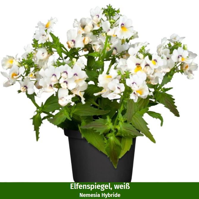 Balkonblumen "Gelb-Weißes Blütenmeer"
