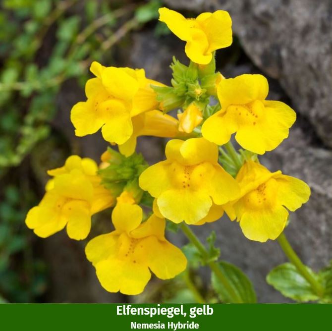 Balkonblumen "Gelb-Weißes Blütenmeer"