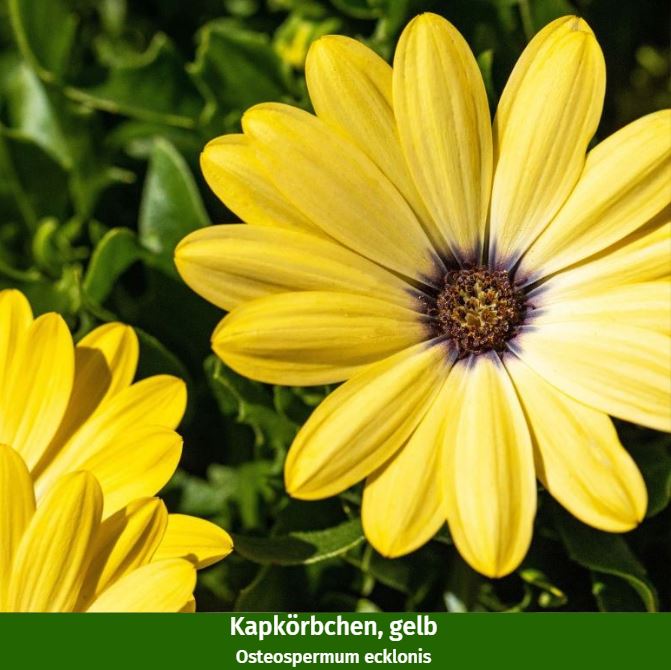 Balkonblumen "Gelb-Weißes Blütenmeer"