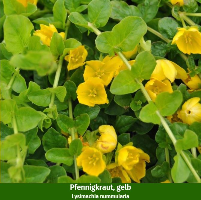 Balkonblumen "Gelb-Weißes Blütenmeer"