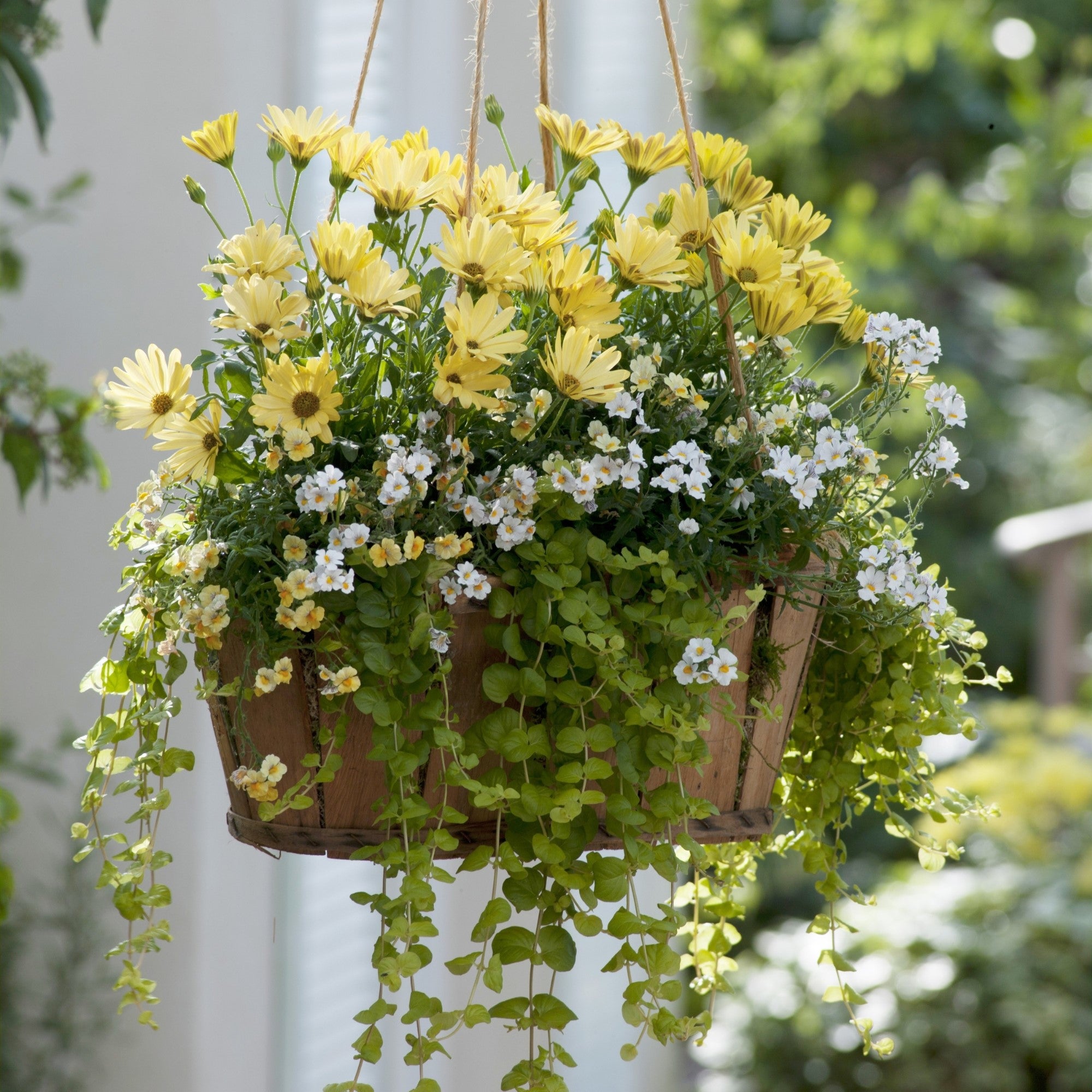 Balkonblumen "Gelb-Weißes Blütenmeer"