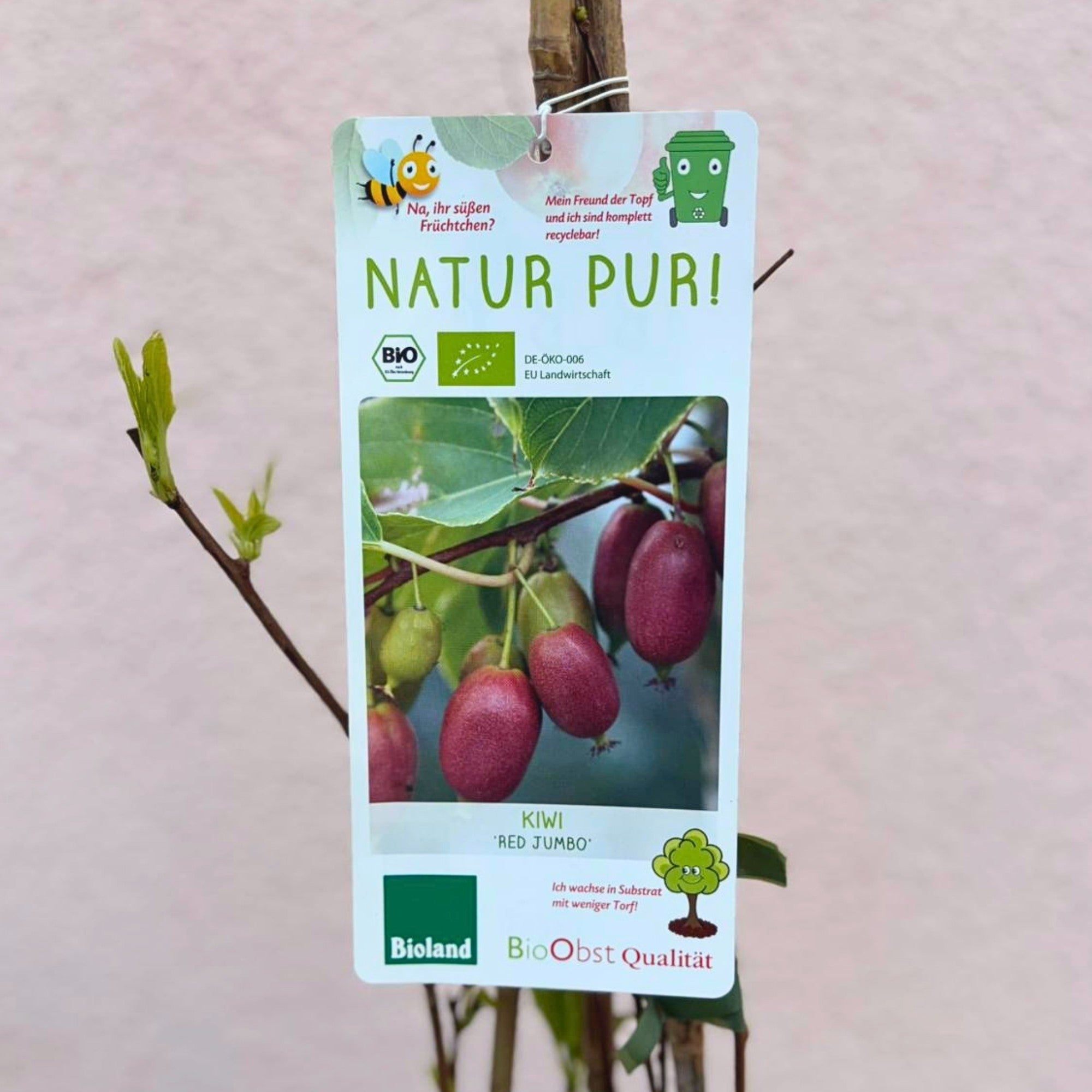 Bio Kiwi 'Red Jumbo'