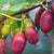 Bio Kiwi 'Red Jumbo'