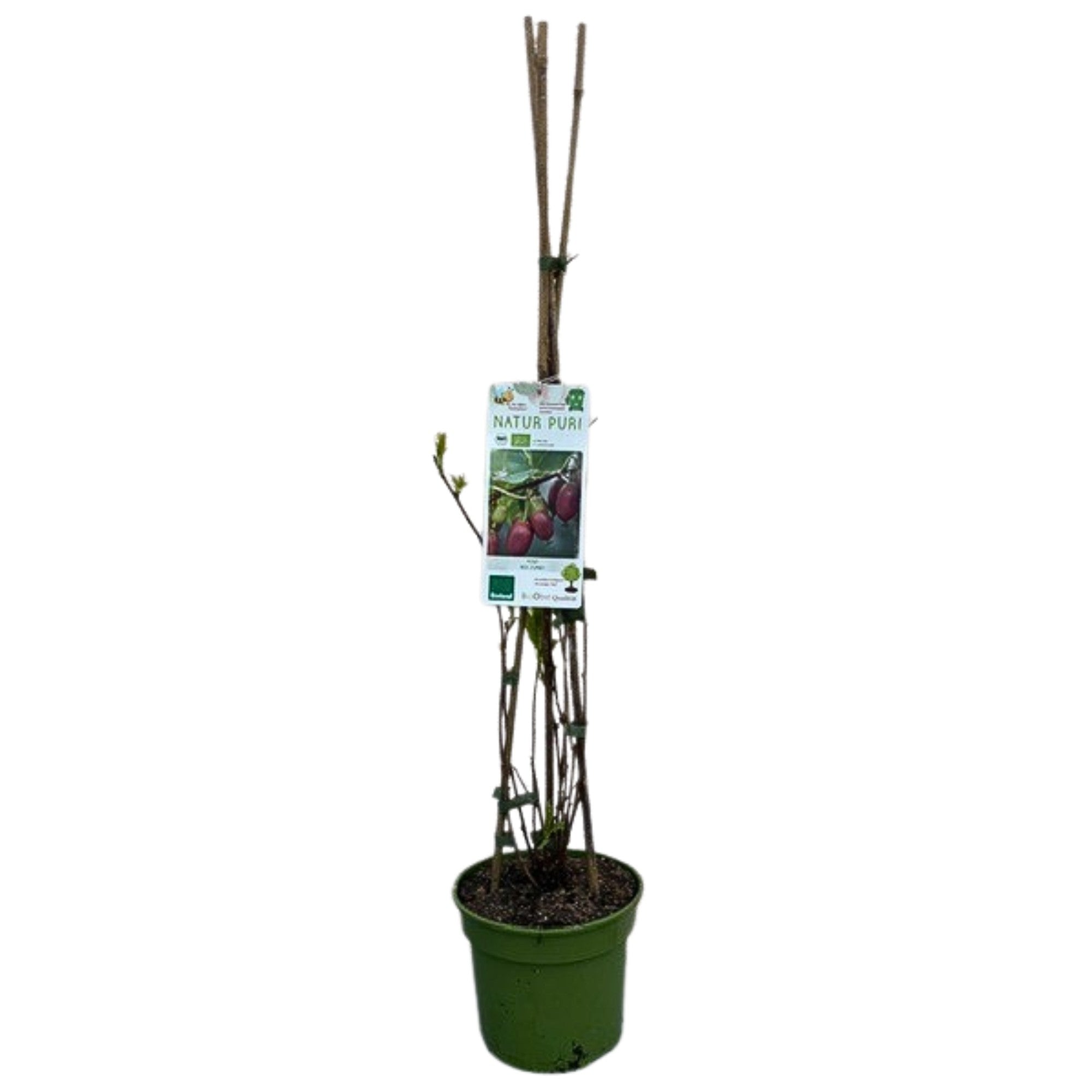 Bio Kiwi 'Red Jumbo'